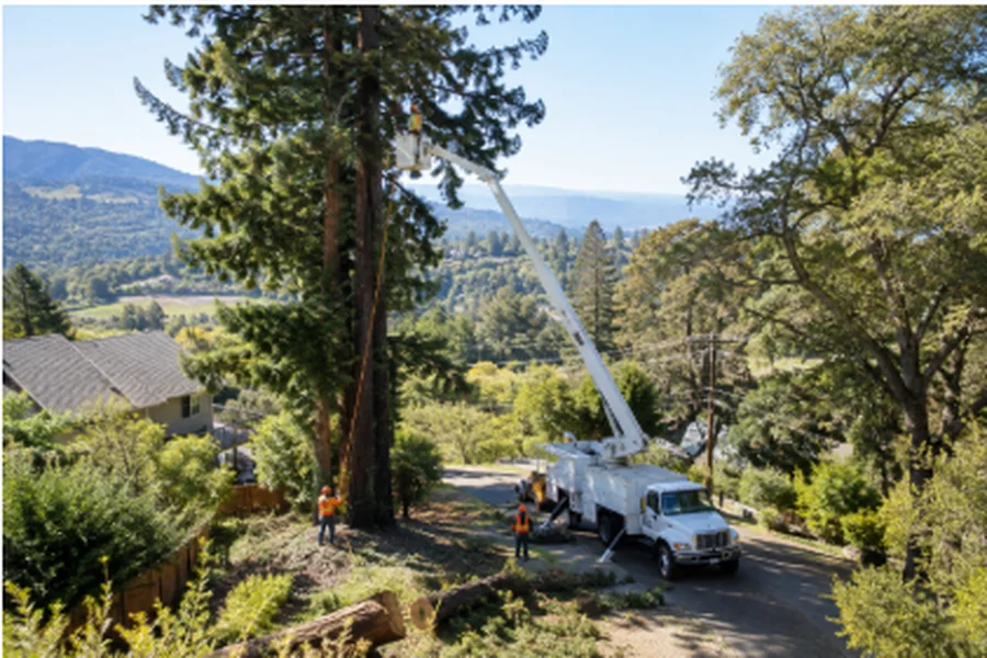 Best Tree Service in Santa Rosa, CA: Expert Picks for Safe, Healthy Trees