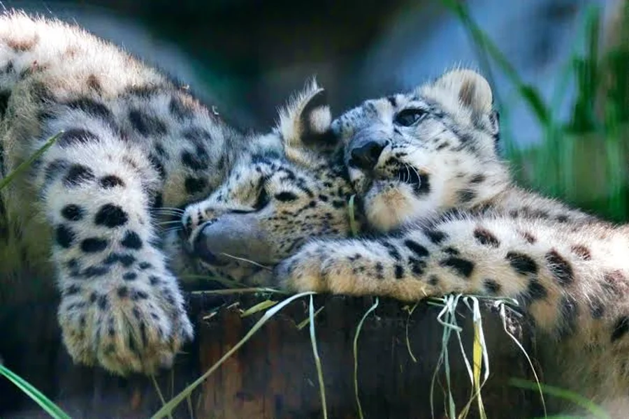 Leopard Species